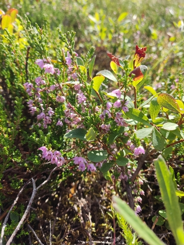 common heather