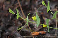 Baptisia perfoliata