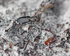 Cicindela scabrosa