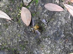 Milesia sinensis