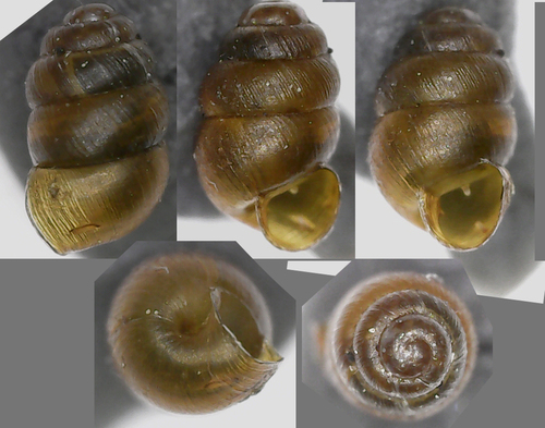 Vertigo ronnebyensis