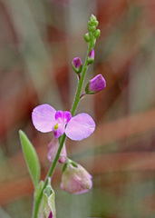 Asemeia violacea