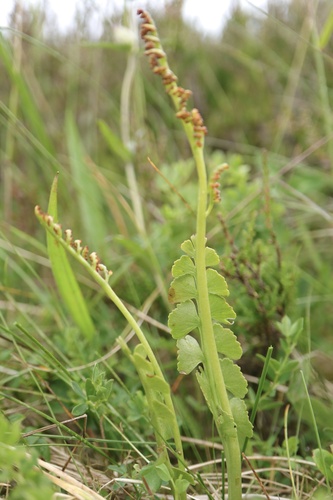 Nordic moonwort (Botrychium nordicum)