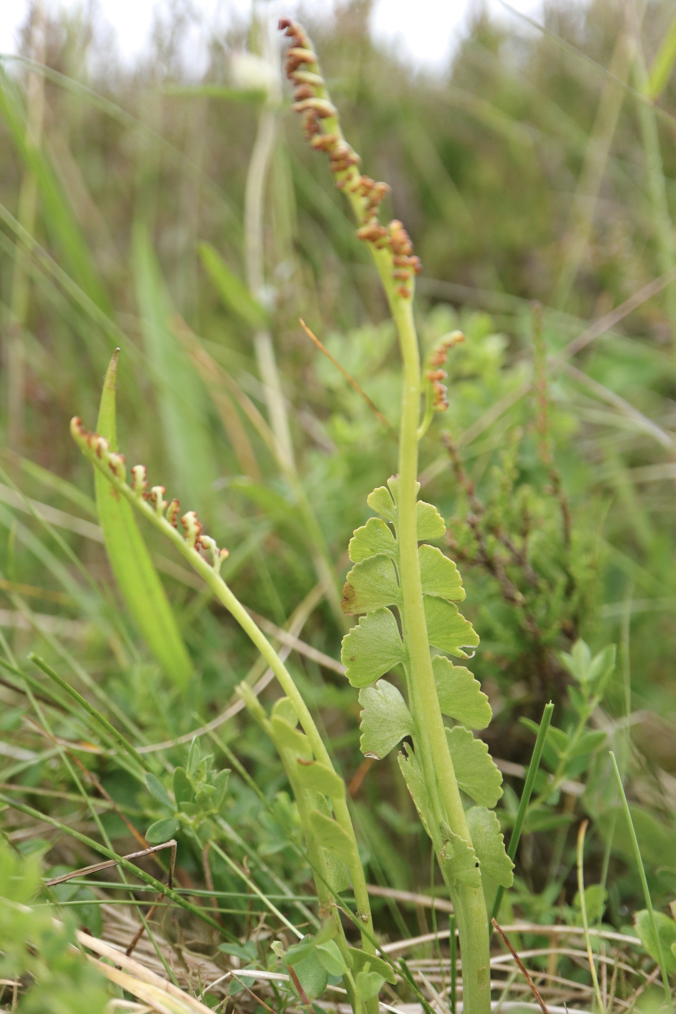 Botrychium nordicum