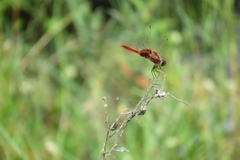 Urothemis signata yiei