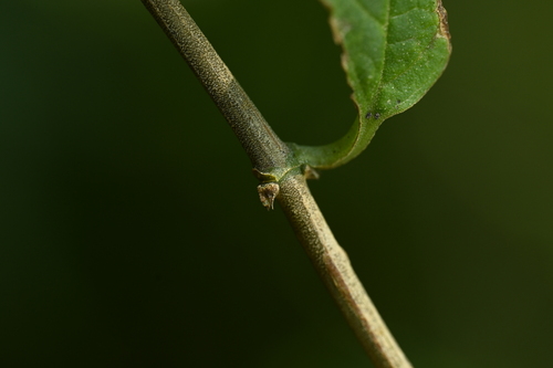 Image of Deutzia pulchra by (c) 曾昱承 Yu-Cheng Zeng, some rights reserved (CC BY)