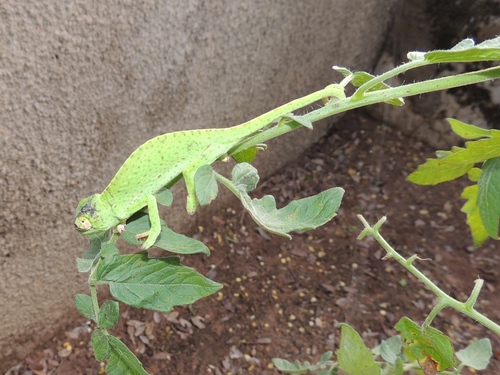 Senegal Chameleon