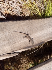 Trachylepis mlanjensis