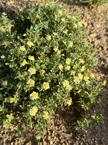Image of Chamaesaracha sordida by (c) CK2AZ, some rights reserved (CC BY)