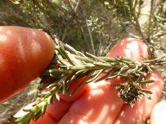 Oedera fruticosa