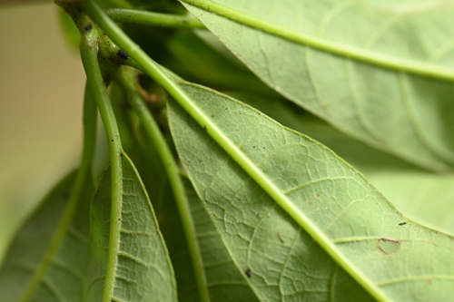 Image of Litsea acuminata by (c) 曾昱承 Yu-Cheng Zeng, some rights reserved (CC BY)