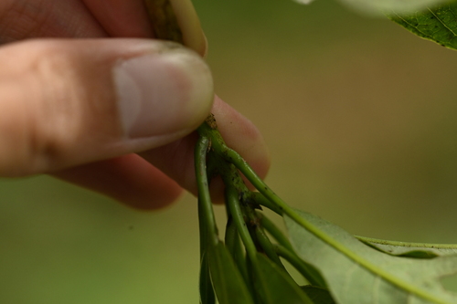 Image of Litsea acuminata by (c) 曾昱承 Yu-Cheng Zeng, some rights reserved (CC BY)