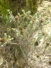 Oedera fruticosa