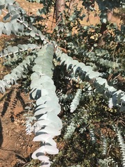 Eucalyptus cinerea