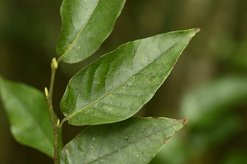 Image of Oval-Leaf Lyonia (Lyonia ovalifolia) by (c) 曾昱承 Yu-Cheng Zeng, some rights reserved (CC BY)