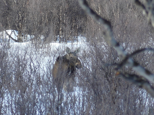 Moose