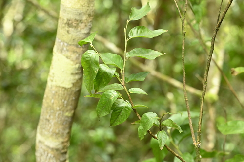 Image of Oval-Leaf Lyonia (Lyonia ovalifolia) by (c) 曾昱承 Yu-Cheng Zeng, some rights reserved (CC BY)