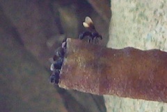 Tetragonilla collina