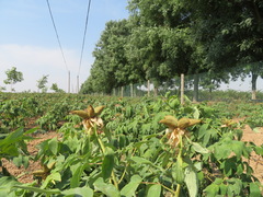 Paeonia × suffruticosa