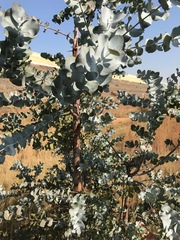 Eucalyptus cinerea