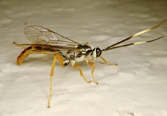 Cratichneumon w-album