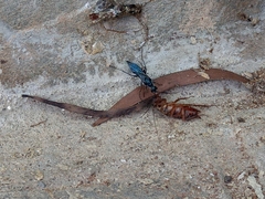 Ampulicini