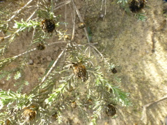 Oedera fruticosa
