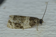 Olethreutes fasciatana