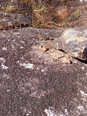 Trachylepis mlanjensis