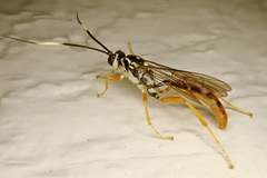 Cratichneumon w-album