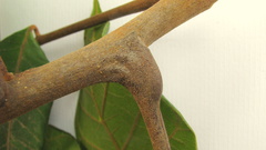 Thyrsodium spruceanum