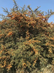 Pyracantha angustifolia
