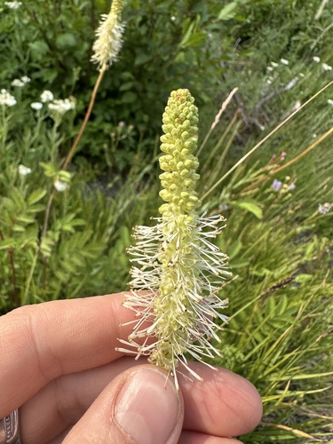 Image of Sanguisorba stipulata by no rights reserved