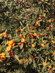 Pyracantha angustifolia