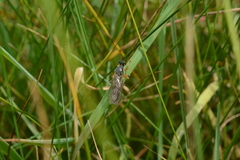Dioctria rufipes