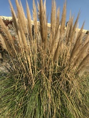 Cortaderia selloana