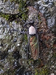 Microstylum oberthurii