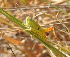 Chorthippus apicalis