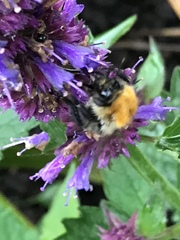 Bombus