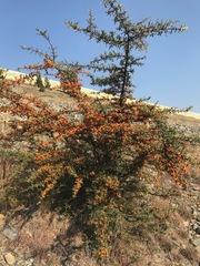 Pyracantha angustifolia