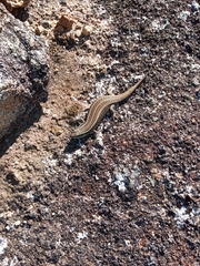 Trachylepis mlanjensis