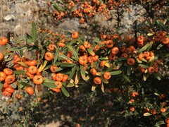 Pyracantha angustifolia