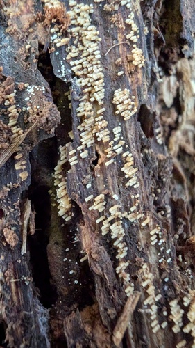 Henningsomyces candidus