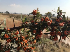 Pyracantha angustifolia