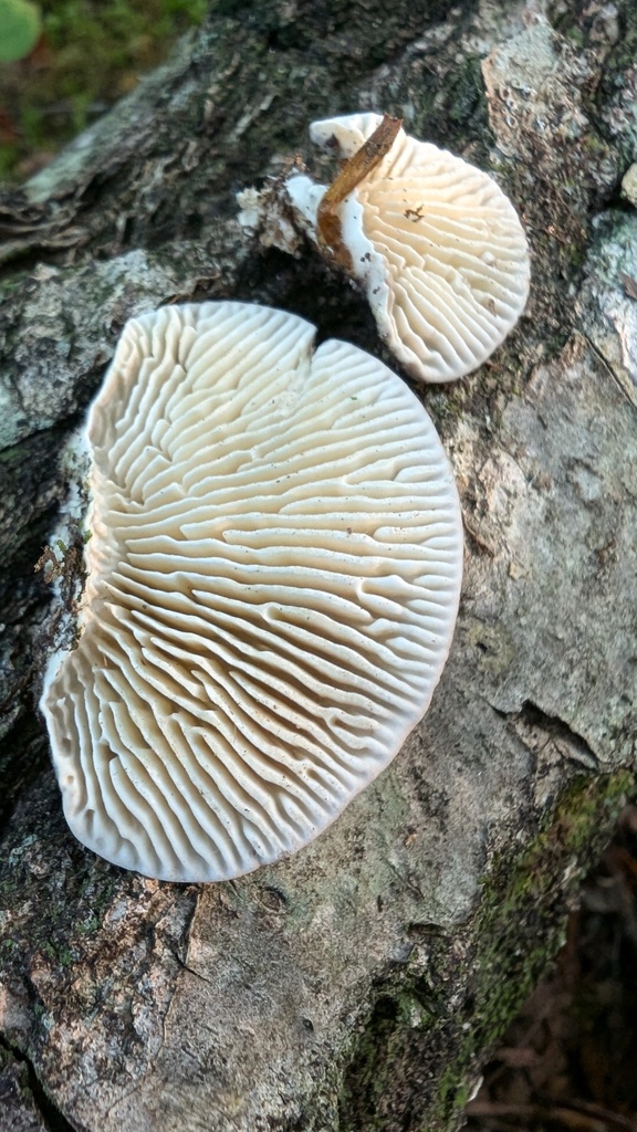 Trametes betulina · August 2024 · photo: © atsushi_nakajima_cirque (iNaturalist, cc-by)