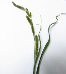Carex shortiana