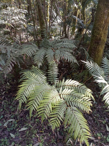 Pteris deflexa, 2024-08-03