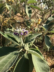 Solanum mauritianum