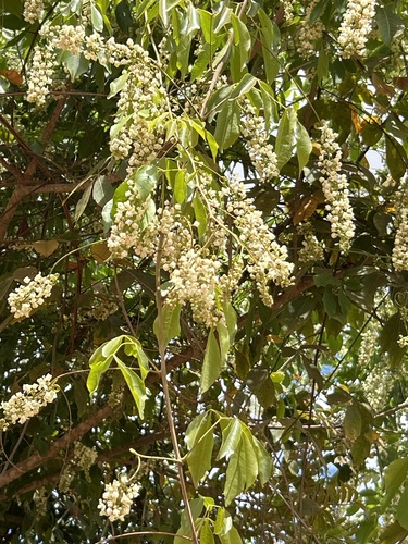 Foto de Cipó uva