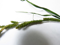Carex shortiana